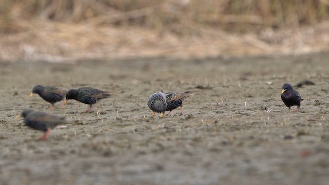 European Starling - ML617215354