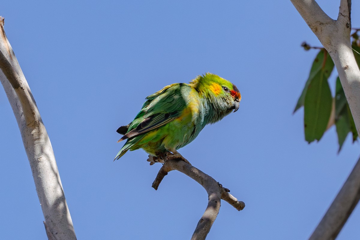 Purple-crowned Lorikeet - Gary Dickson