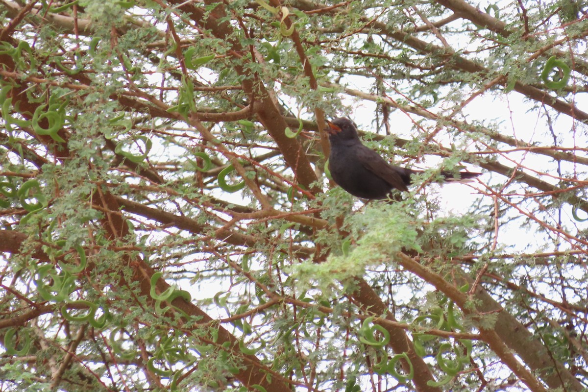 Black Scrub-Robin - Paulo Alves