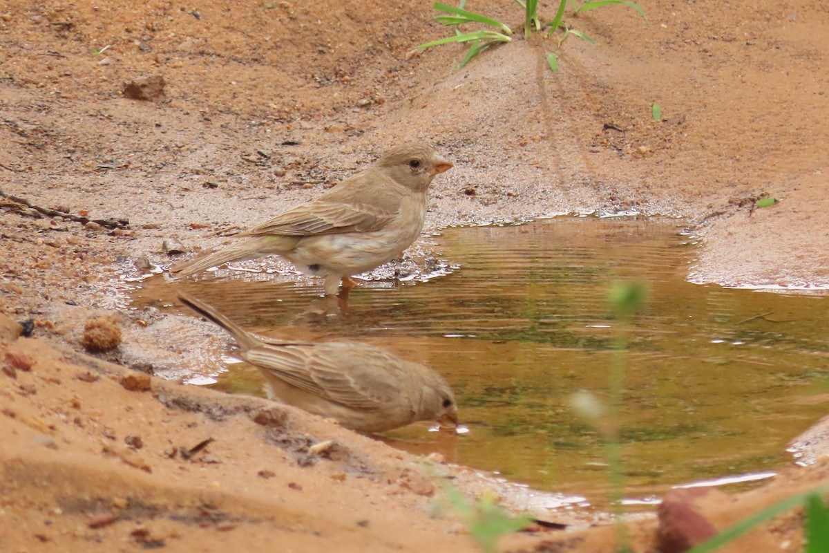 Olive-rumped Serin - ML617215451