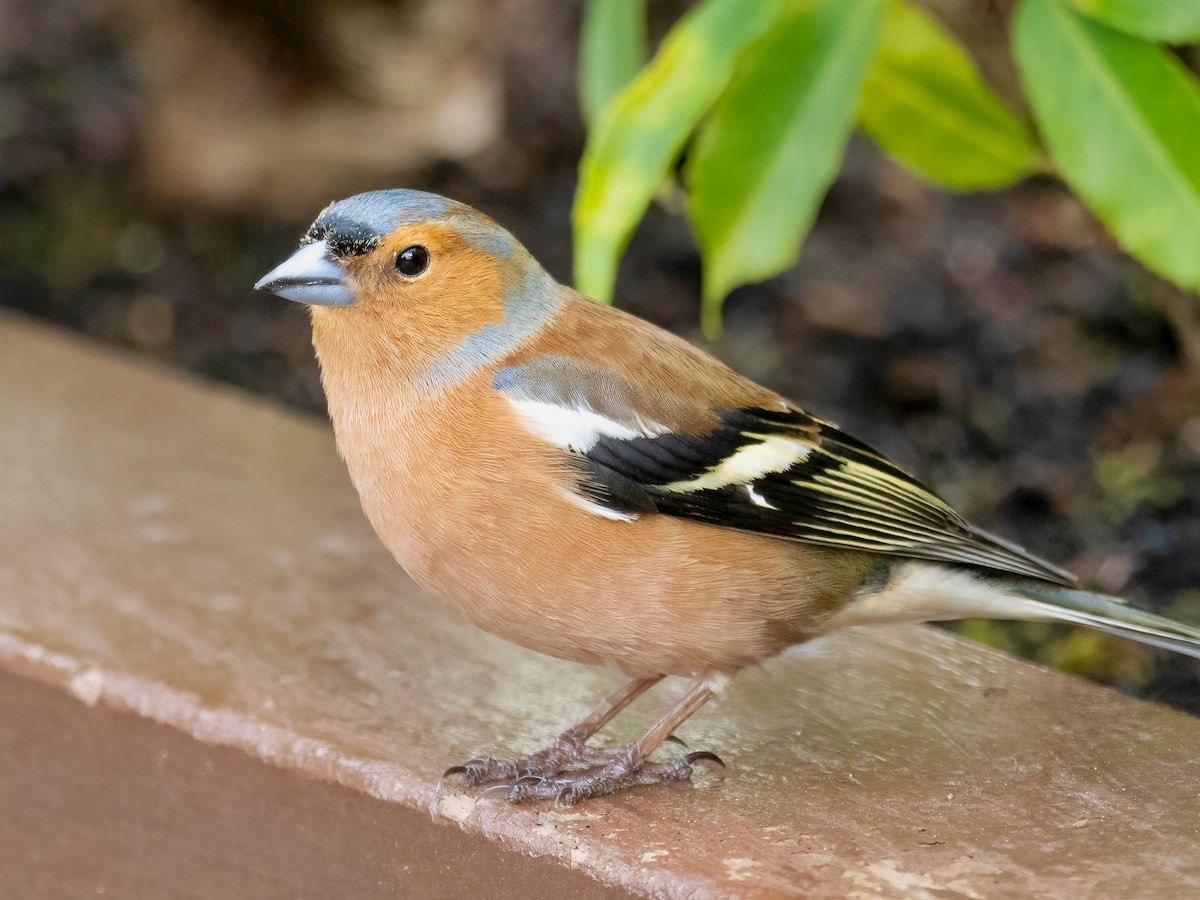 Common Chaffinch - ML617215459