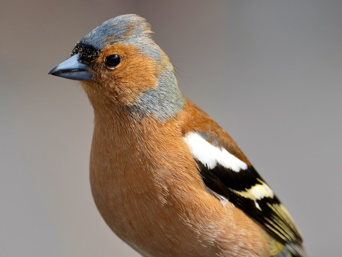 Common Chaffinch - ML617215460