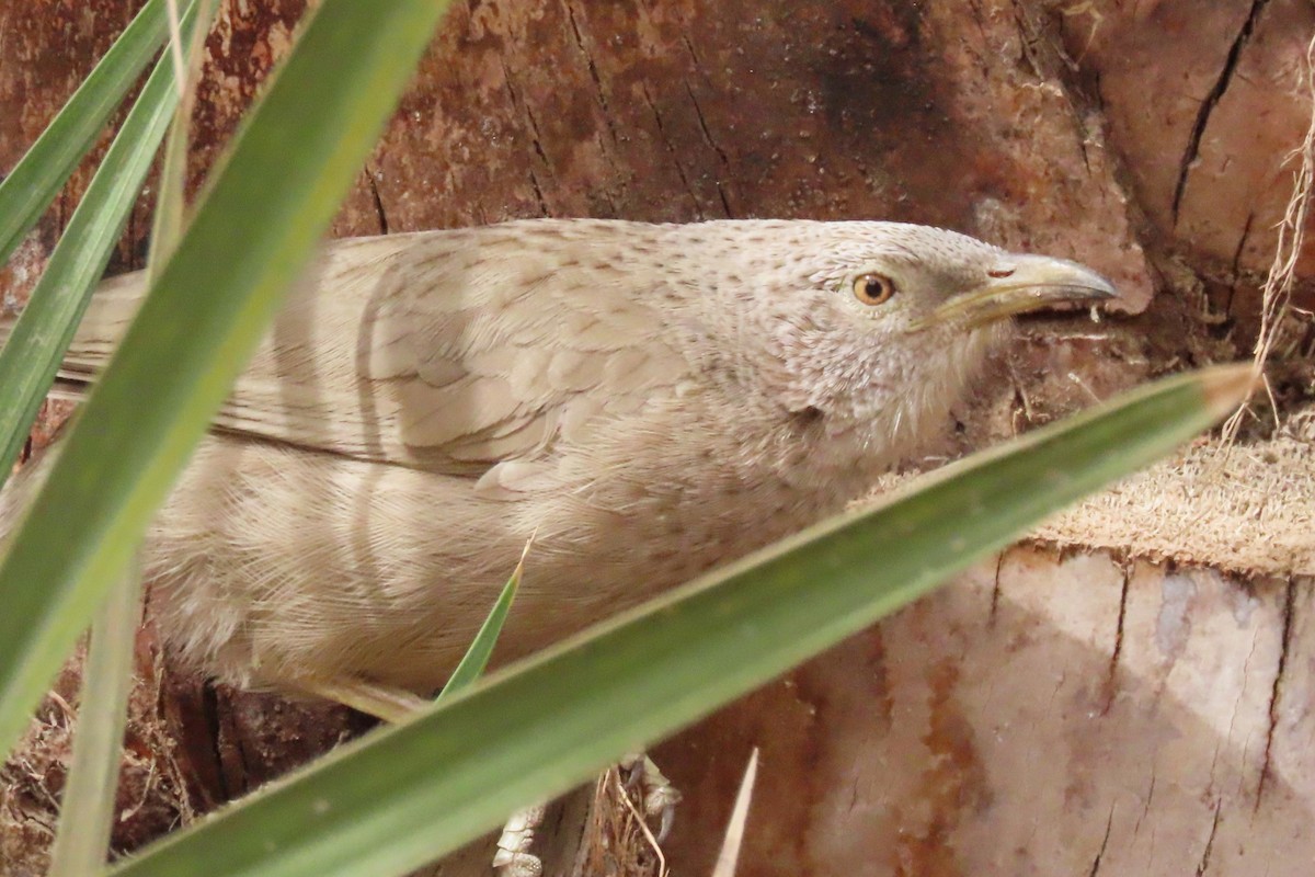 Arabian Babbler - ML617215463