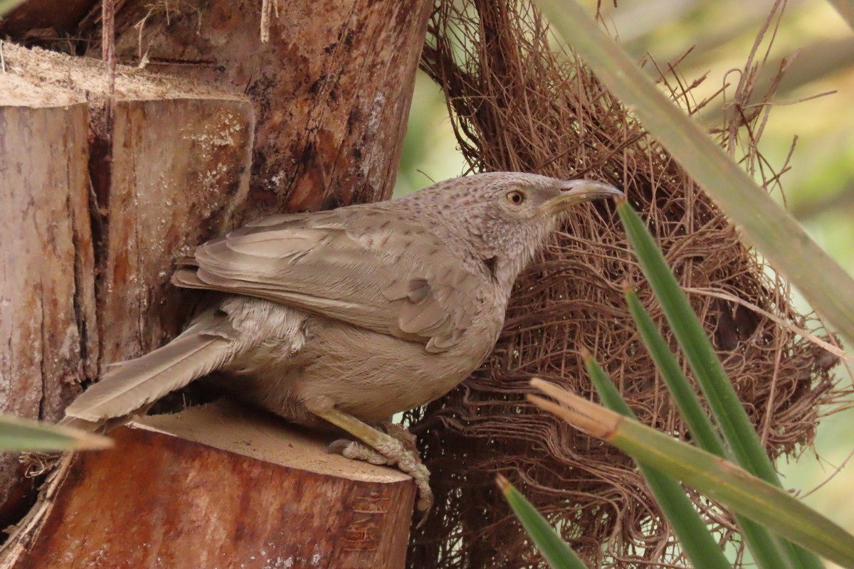 Arabian Babbler - ML617215464