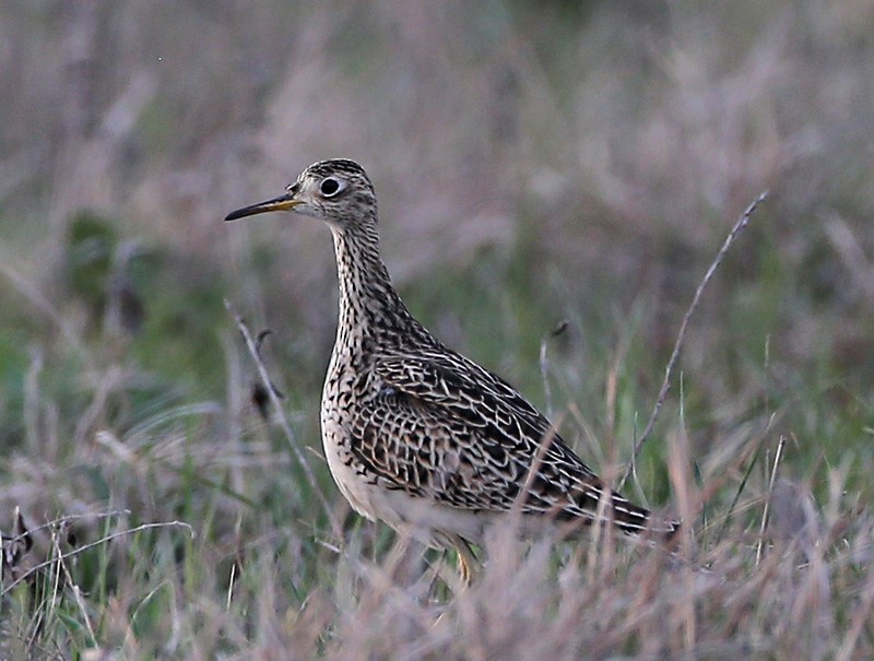 Upland Sandpiper - Michael Walther