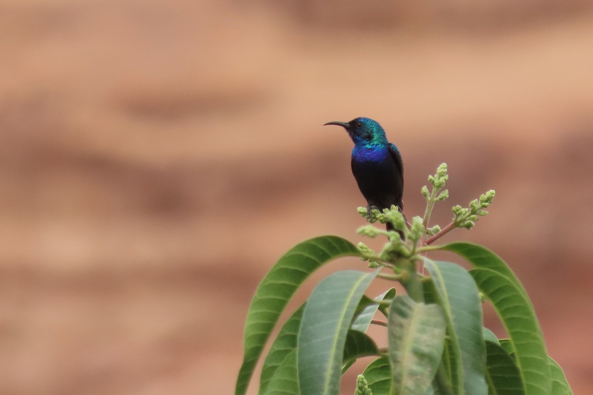 Palestine Sunbird - Paulo Alves