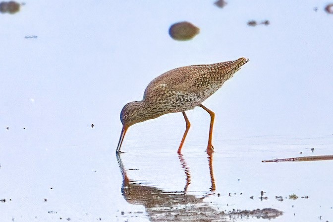 Common Redshank - A W