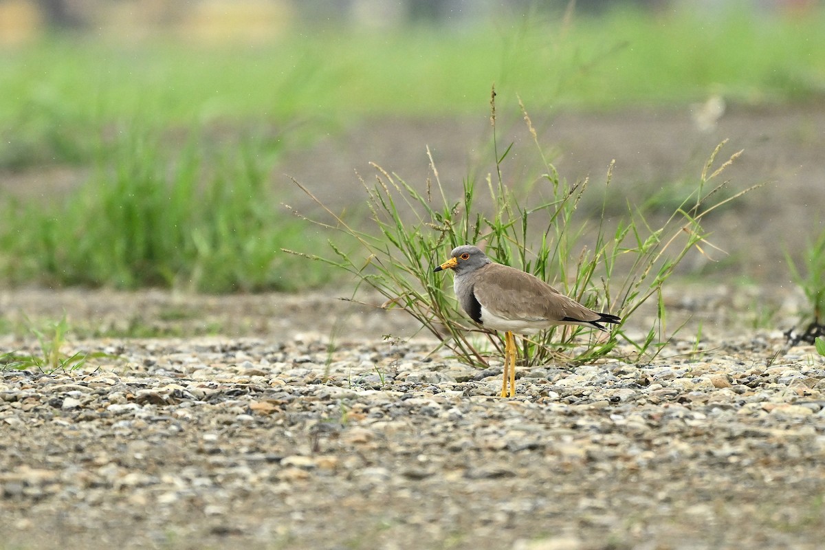 Gray-headed Lapwing - ML617215515