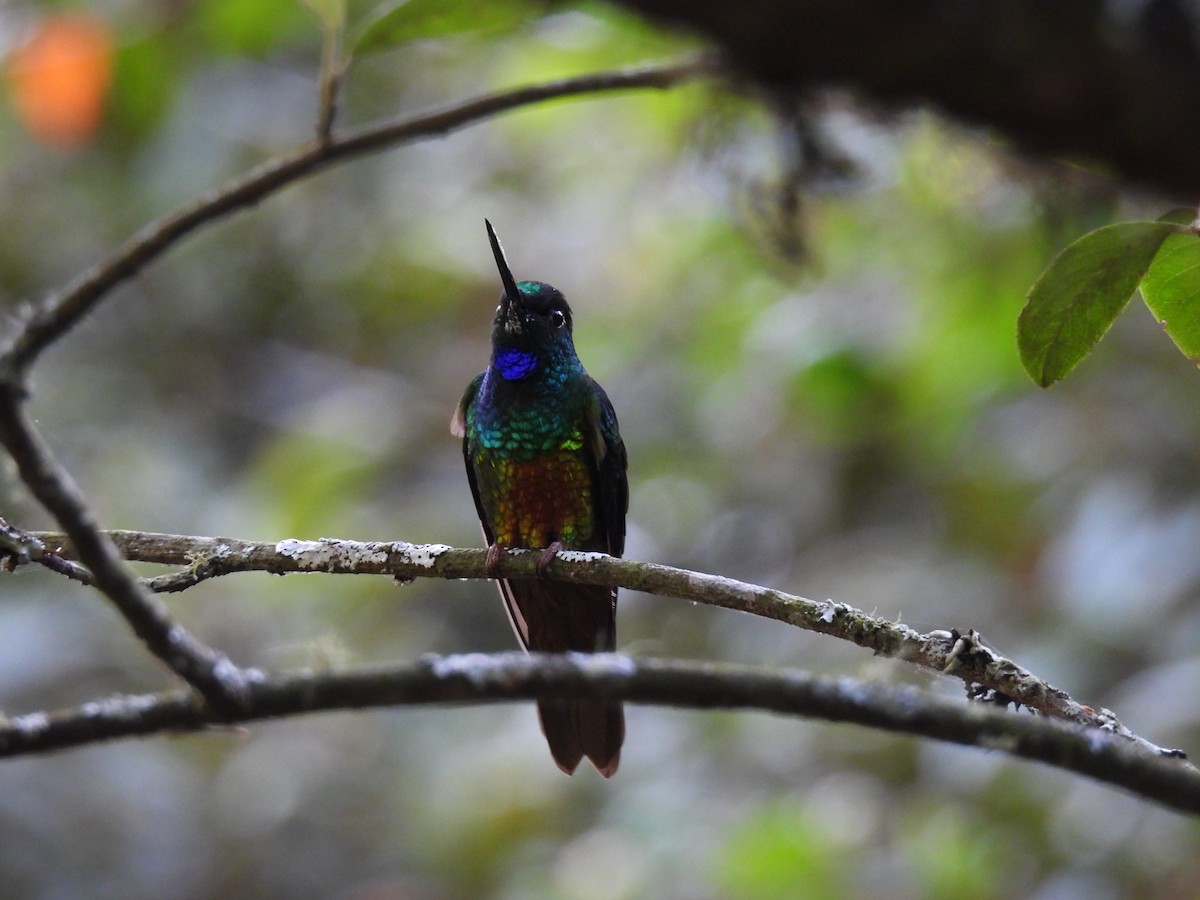 Goldbauchkolibri - ML617215524