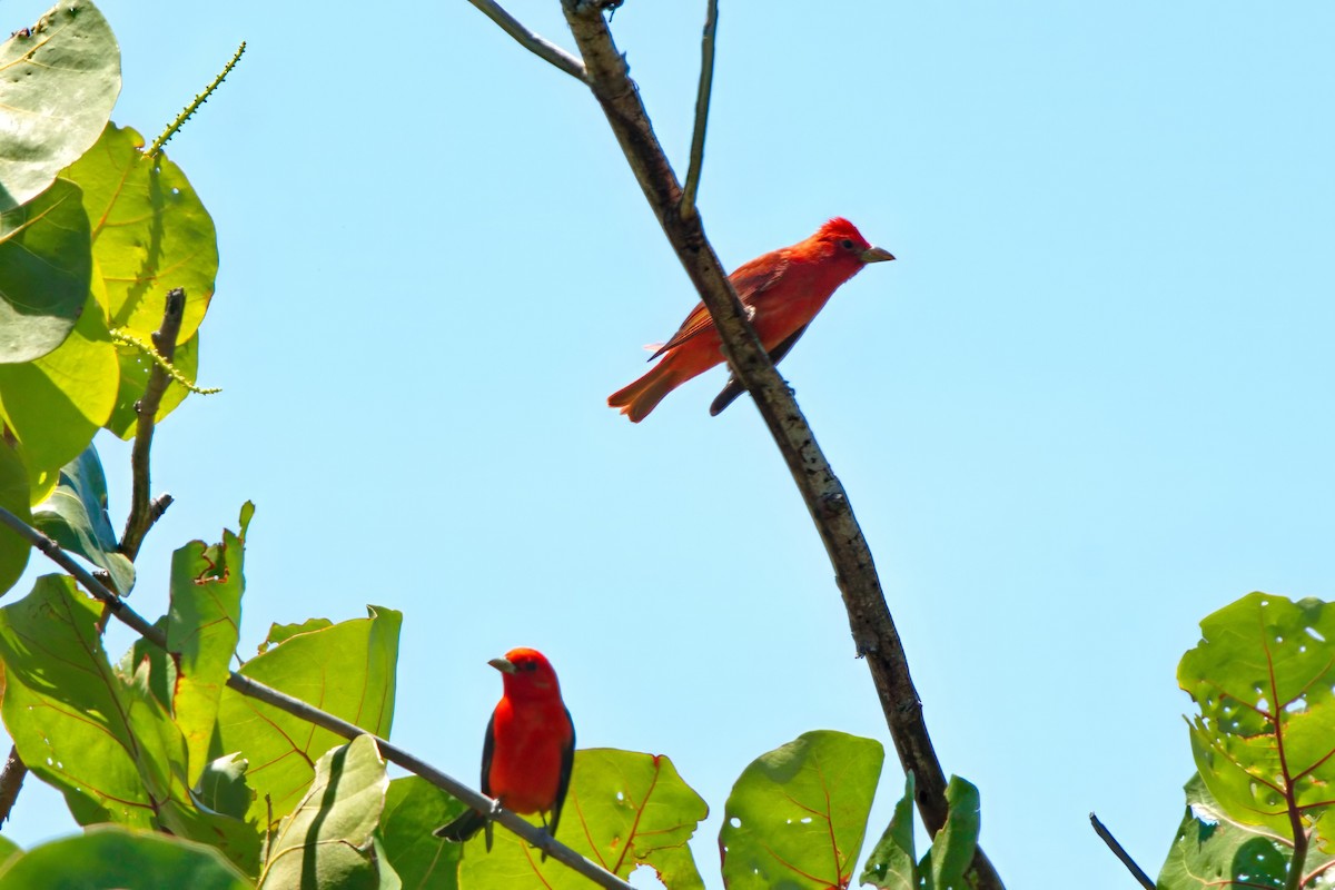 Piranga écarlate - ML617215537