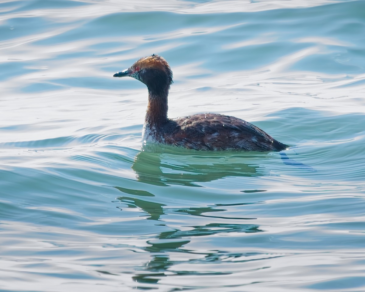 Horned Grebe - ML617215590