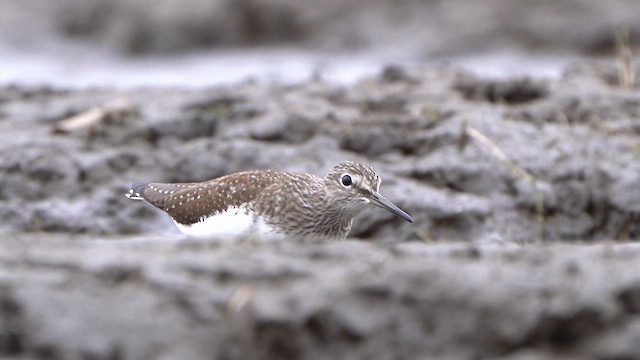 Waldwasserläufer - ML617215607