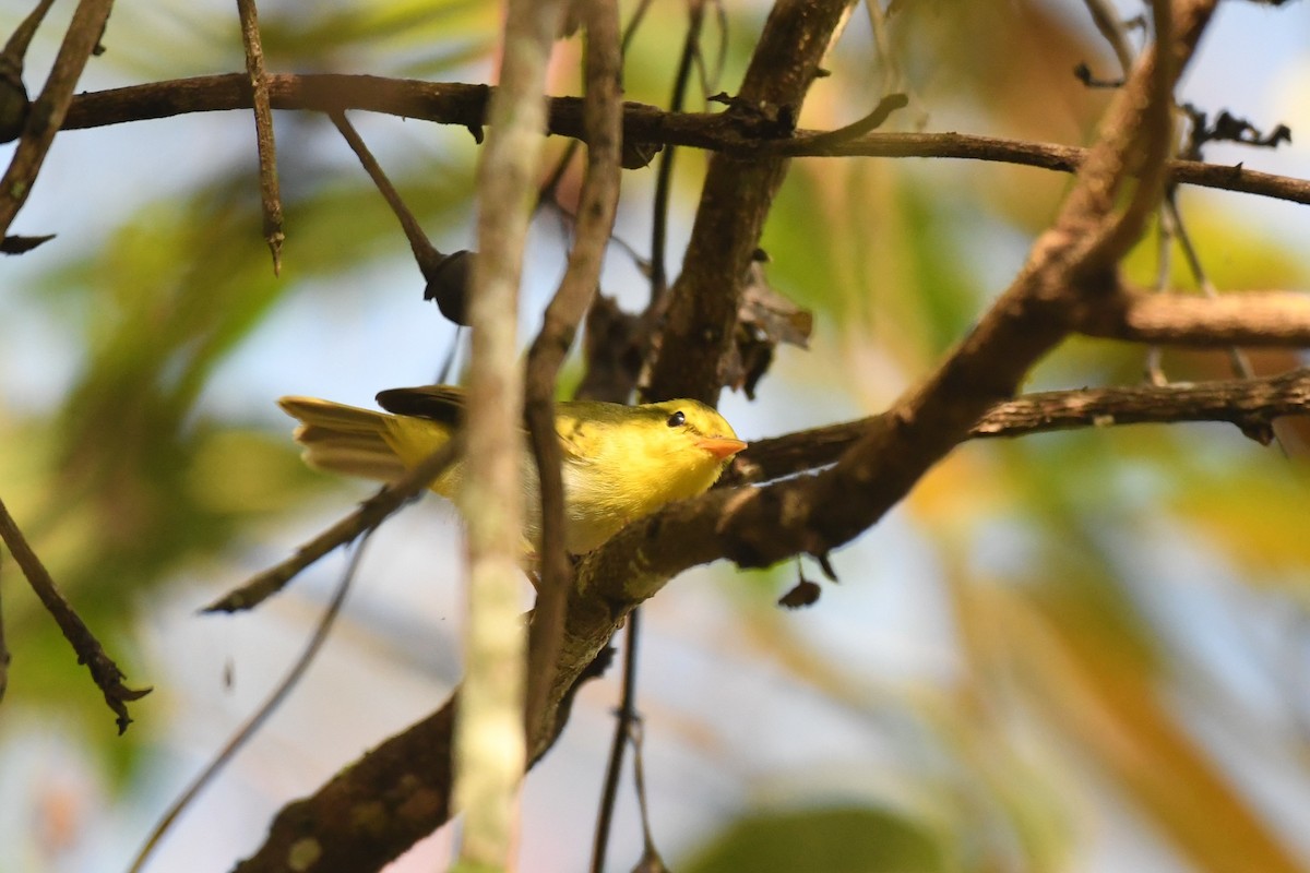 Yellow-vented Warbler - Tristan Jobin