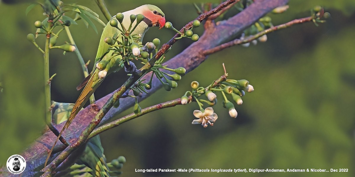 Long-tailed Parakeet - ML617215620