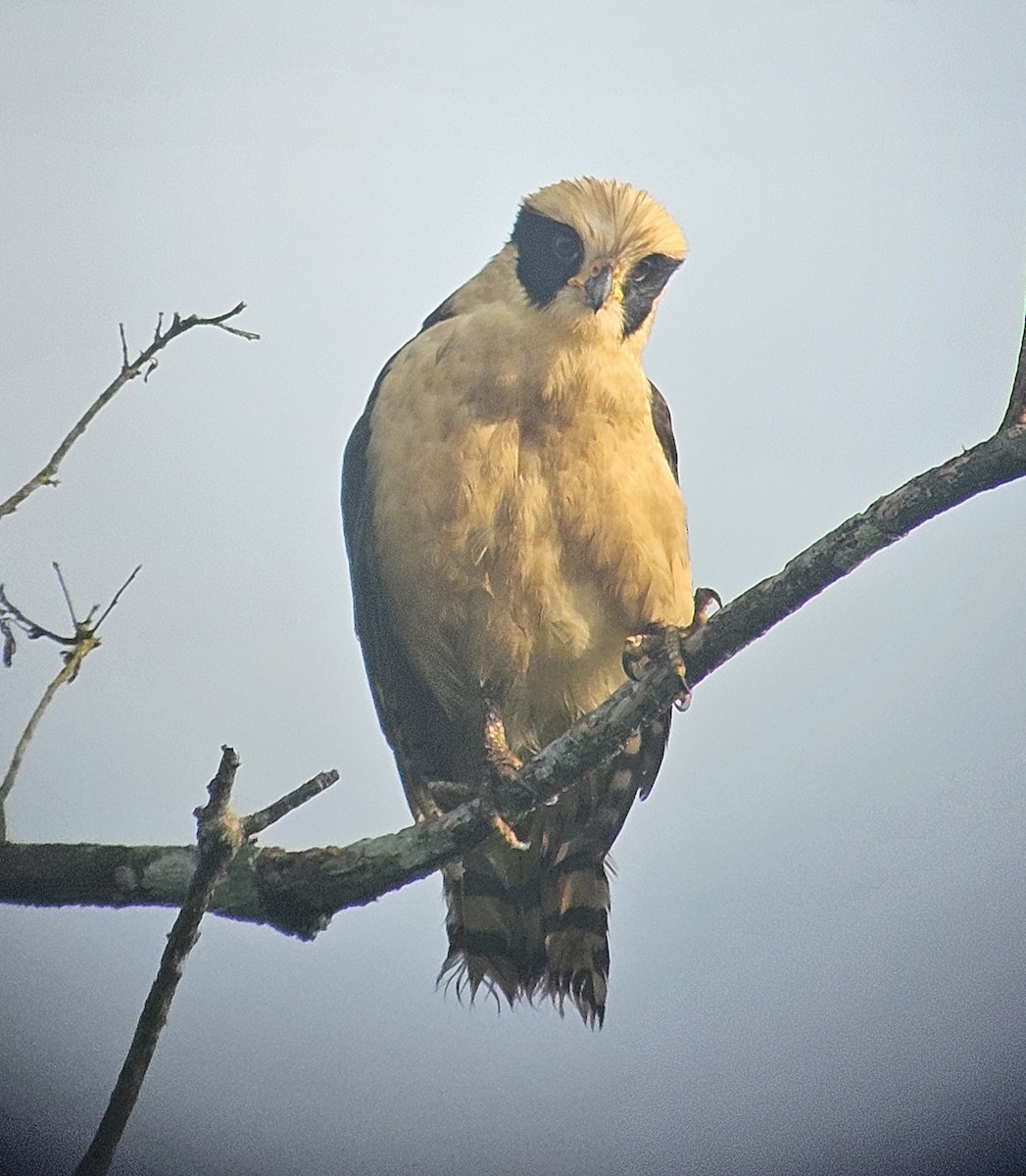 Laughing Falcon - ML617215625