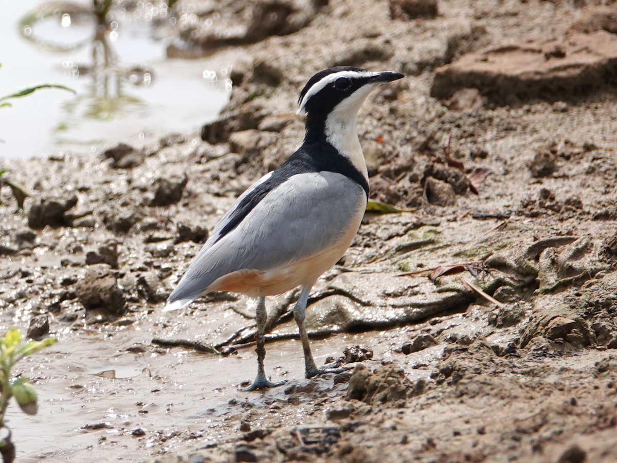 Egyptian Plover - ML617215642