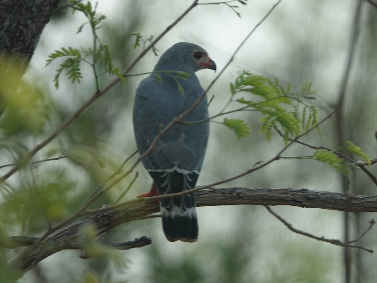 Lizard Buzzard - ML617215652