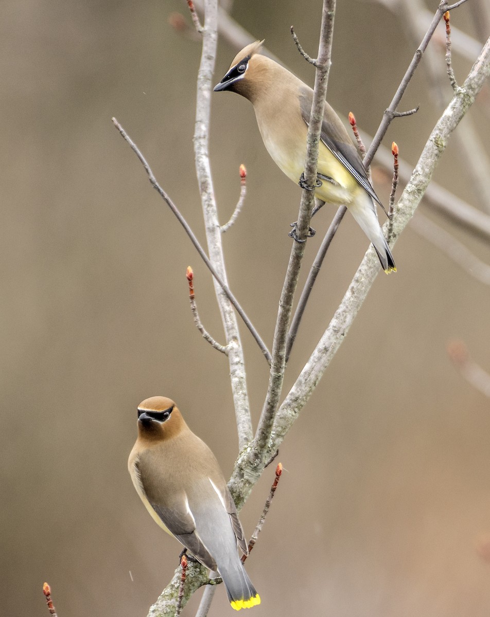 Cedar Waxwing - Kenneth Czworka