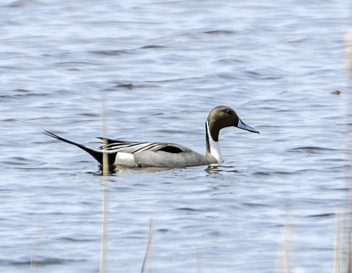 Northern Pintail - ML617215703