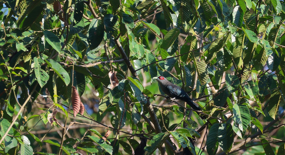 Black-bellied Malkoha - ML617215706