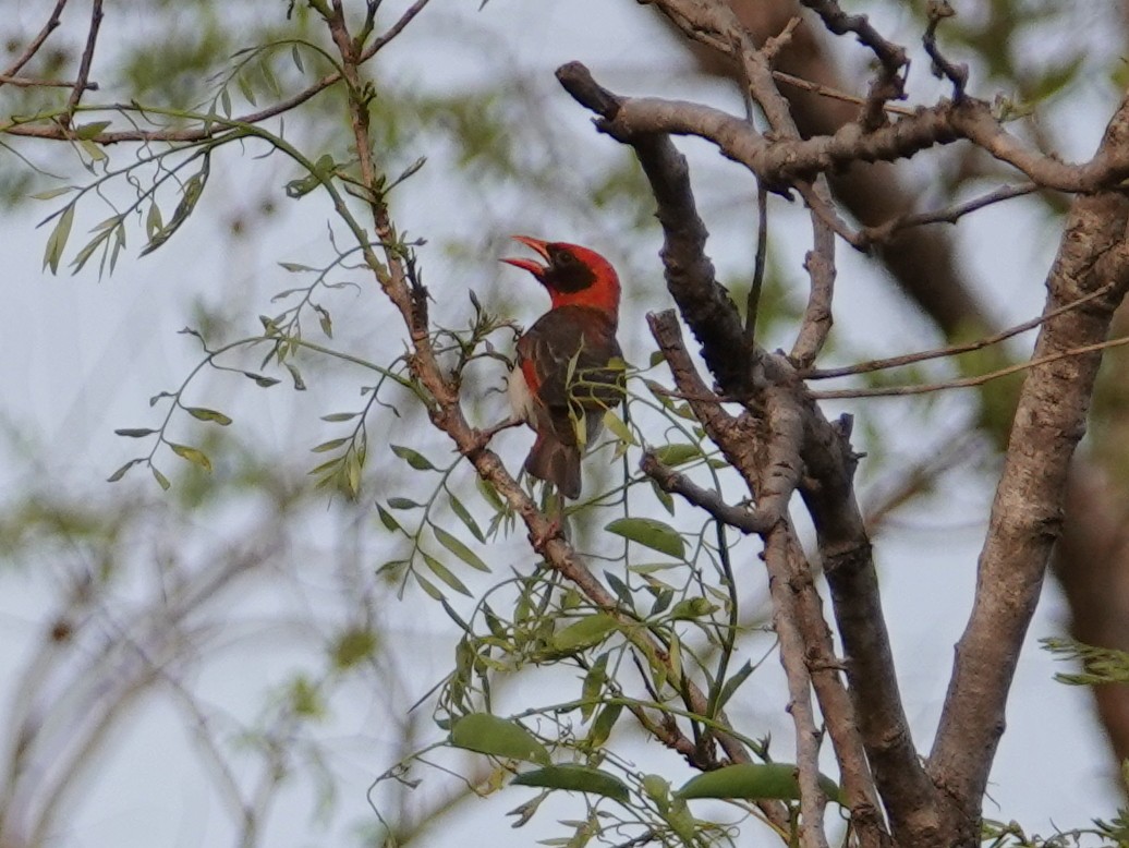 Red-headed Weaver (Northern) - ML617215711