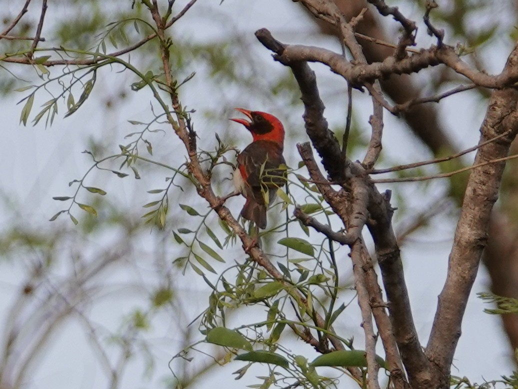 Red-headed Weaver (Northern) - Peter Yendle