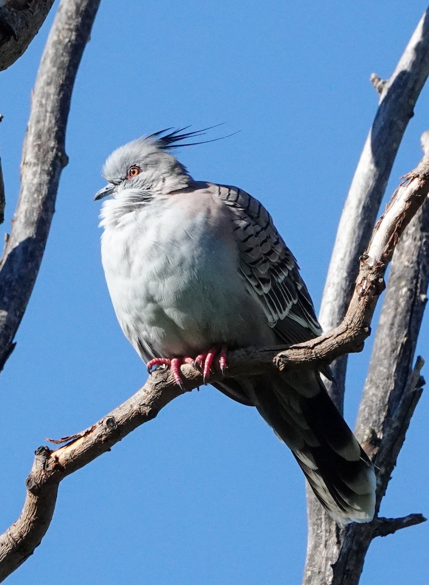 Crested Pigeon - ML617215725