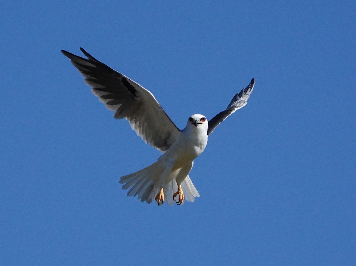 Black-shouldered Kite - ML617215745
