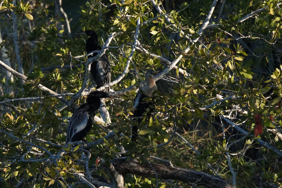 Anhinga - Ken Faucher