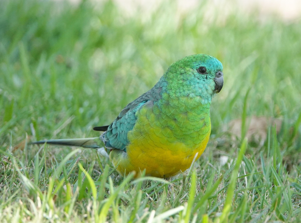 Red-rumped Parrot - ML617215858