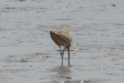 Far Eastern Curlew - ML617215891