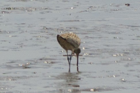 Far Eastern Curlew - ML617215892