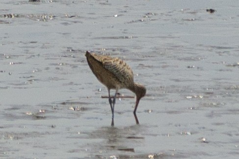 Far Eastern Curlew - ML617215893