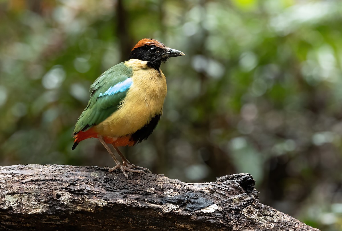 Noisy Pitta - ML617215939