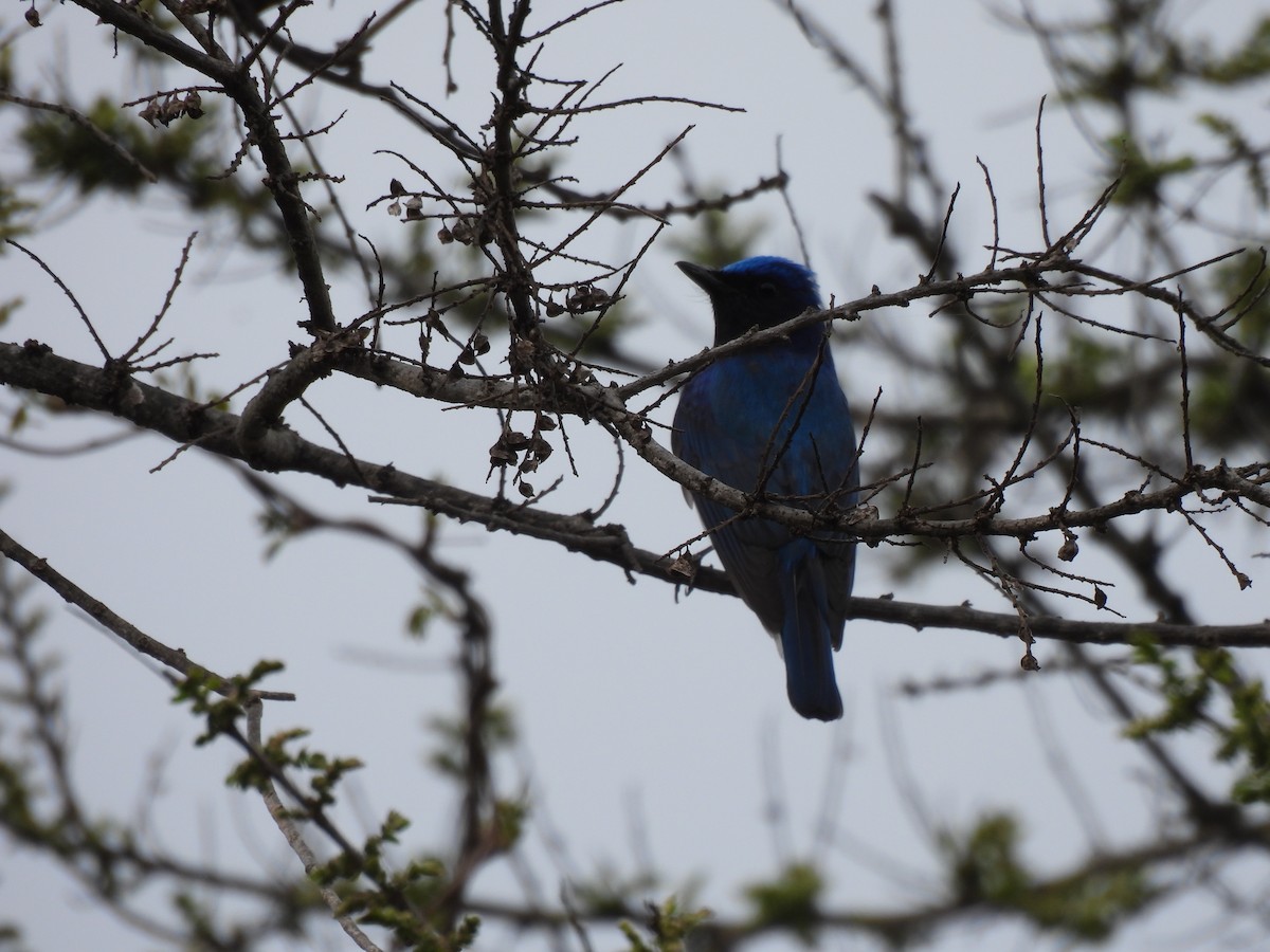 Blue-and-white Flycatcher - ML617215943