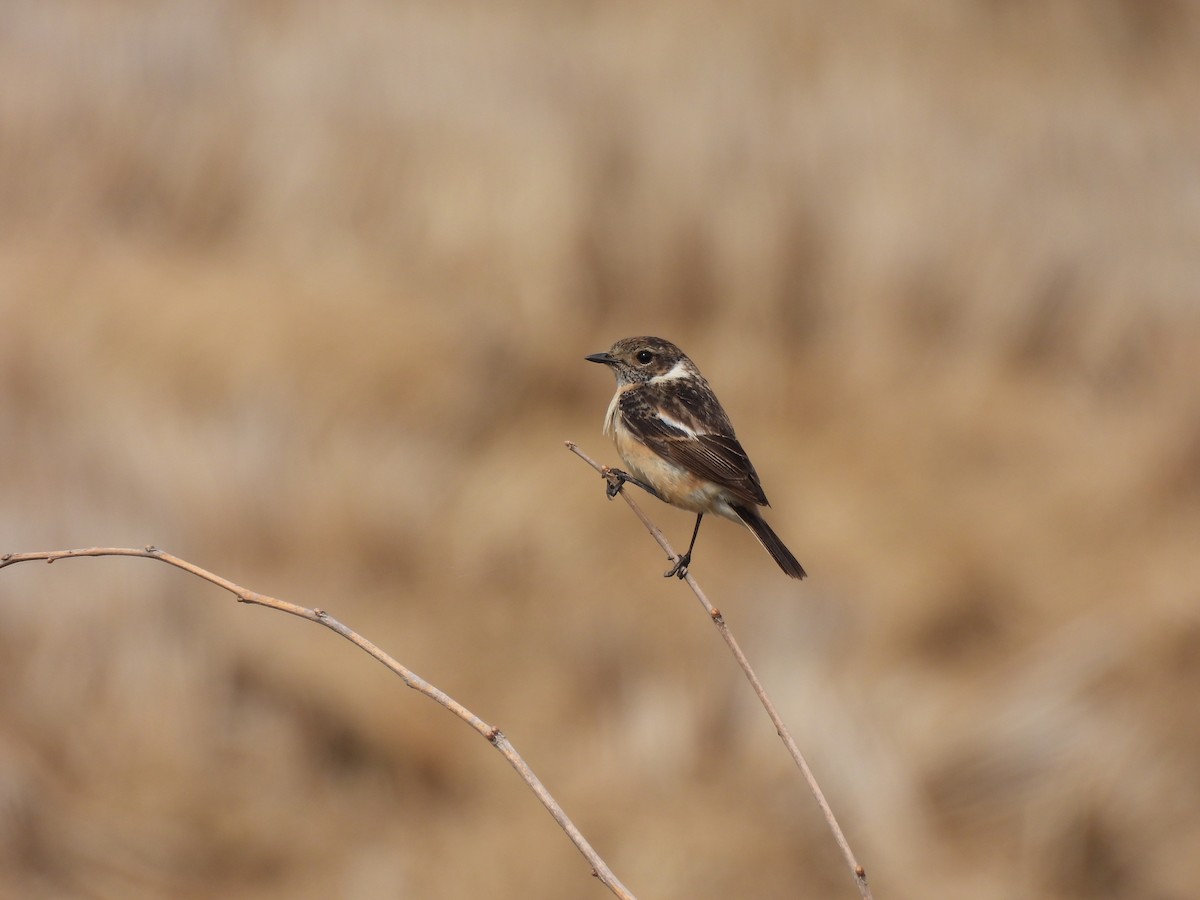 Amur Stonechat - ML617215948