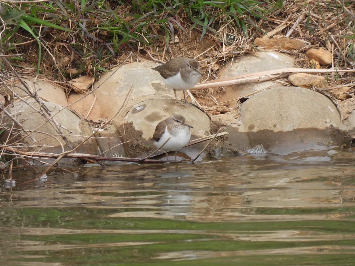 Common Sandpiper - ML617215950