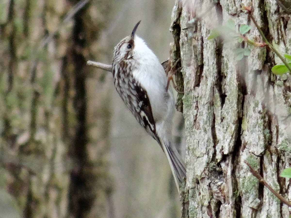 Brown Creeper - ML617215991