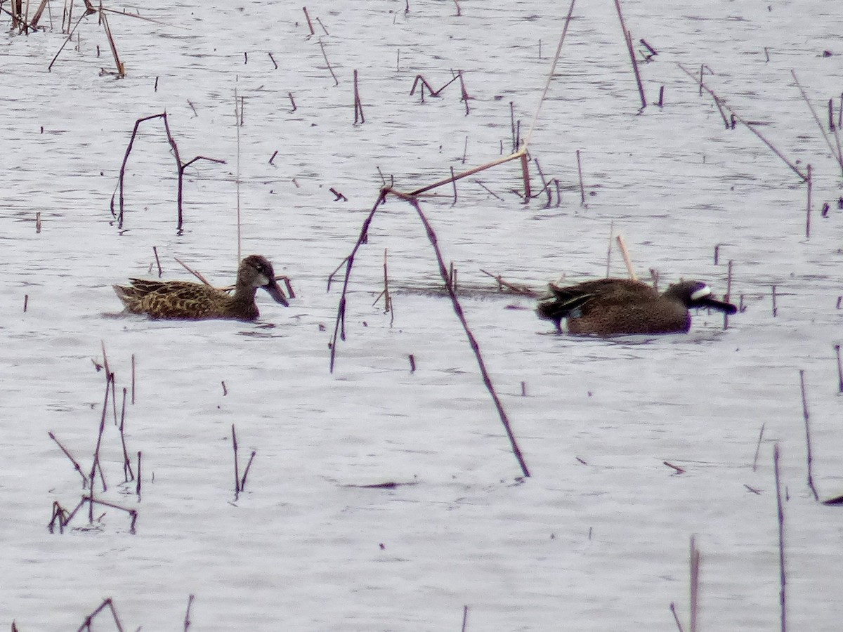 Blue-winged Teal - ML617215999