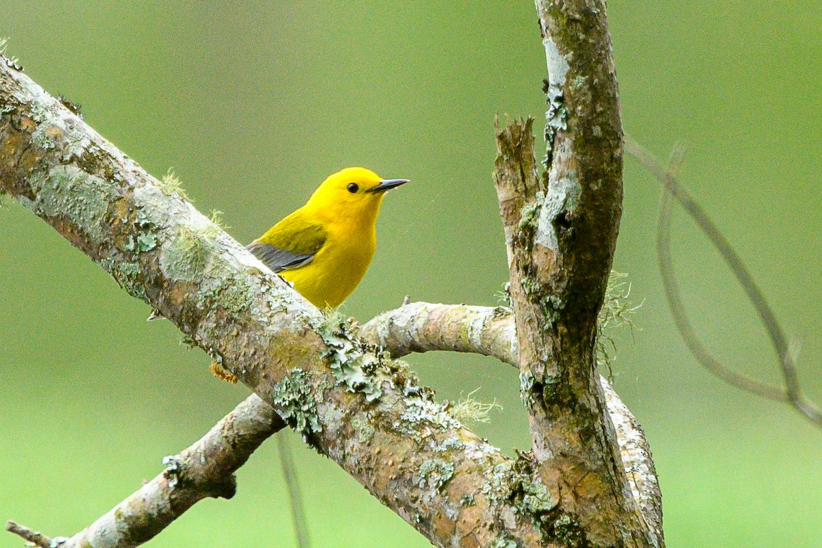 Prothonotary Warbler - ML617216027