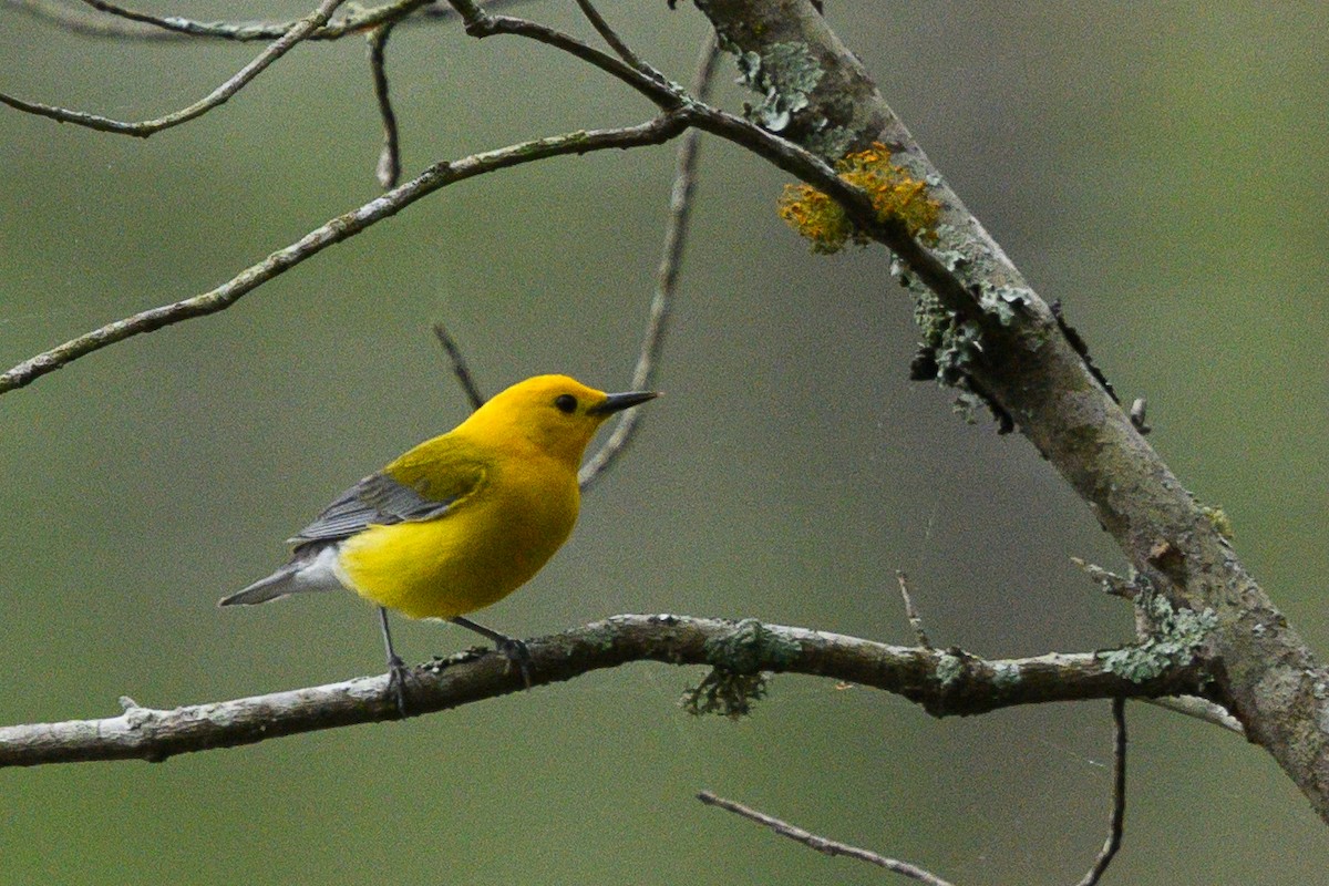 Prothonotary Warbler - ML617216028