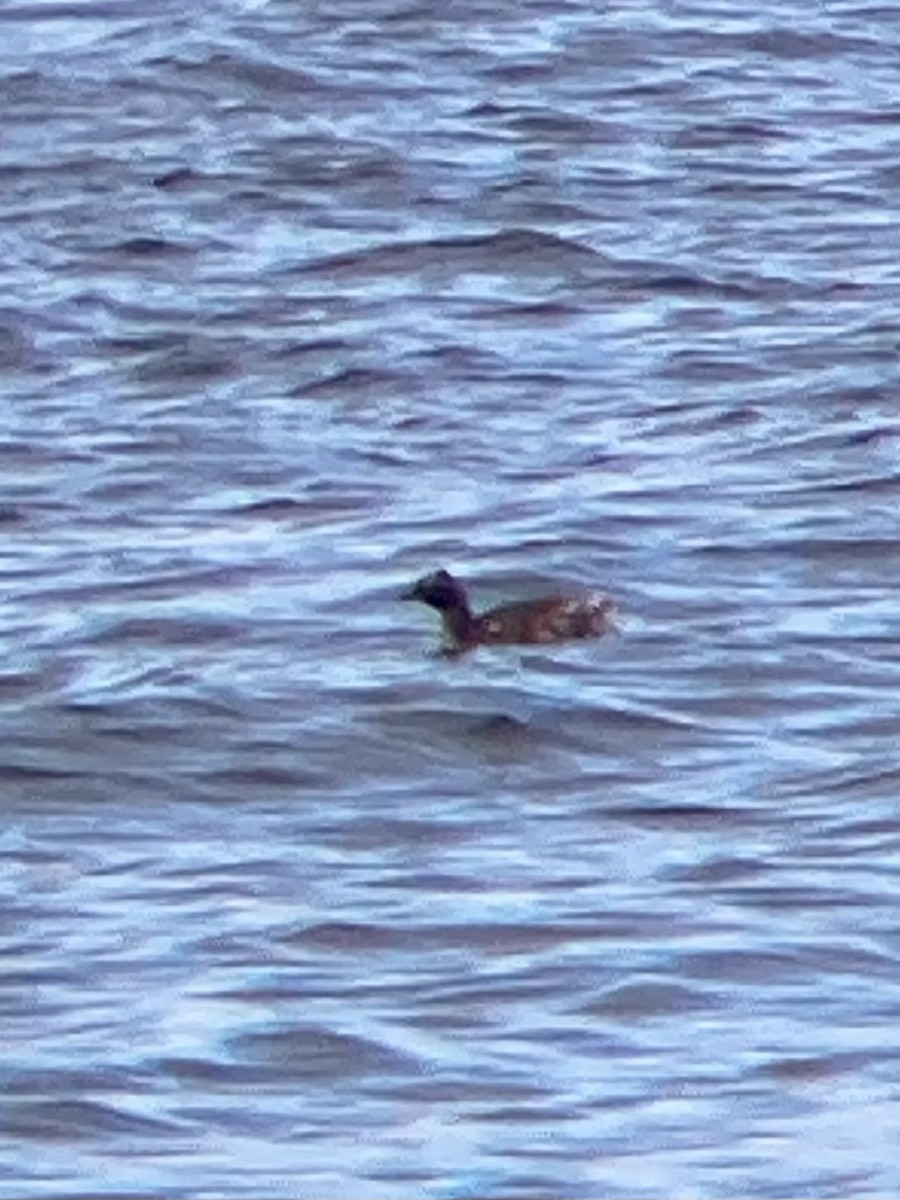 Horned Grebe - Carey Bergman