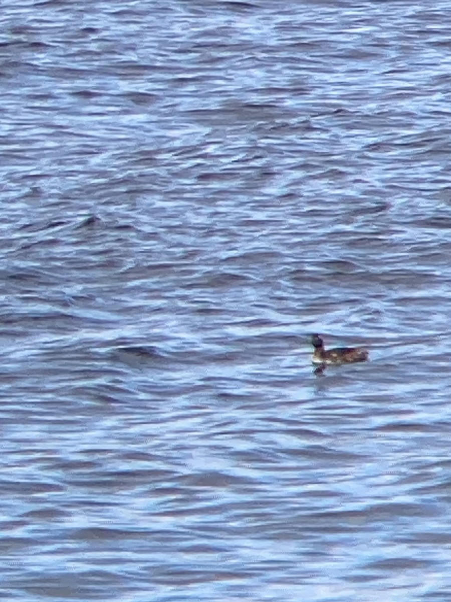 Horned Grebe - Carey Bergman