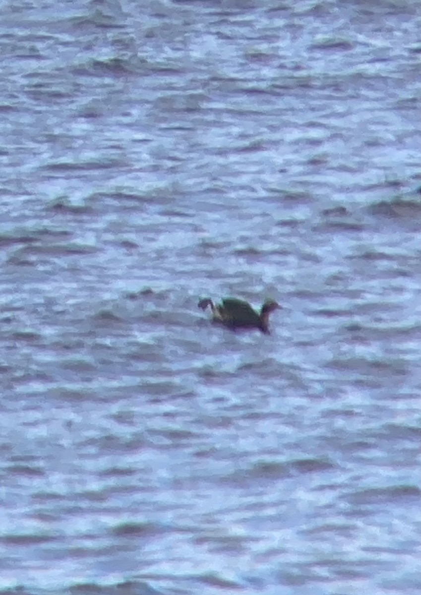 Horned Grebe - ML617216080