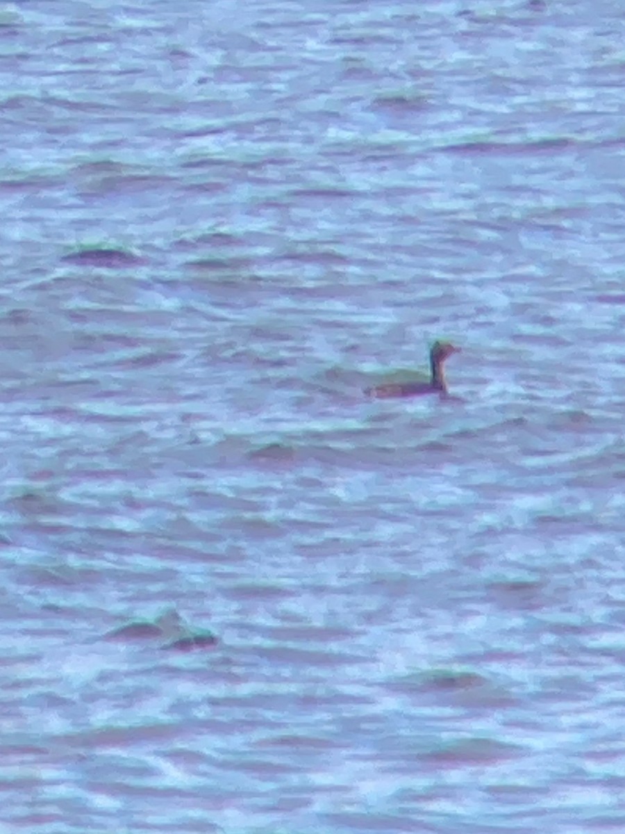Horned Grebe - Carey Bergman