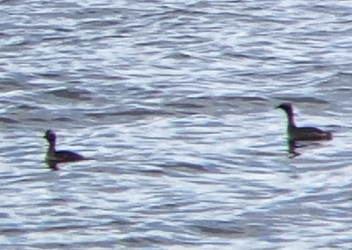 Horned Grebe - Carey Bergman