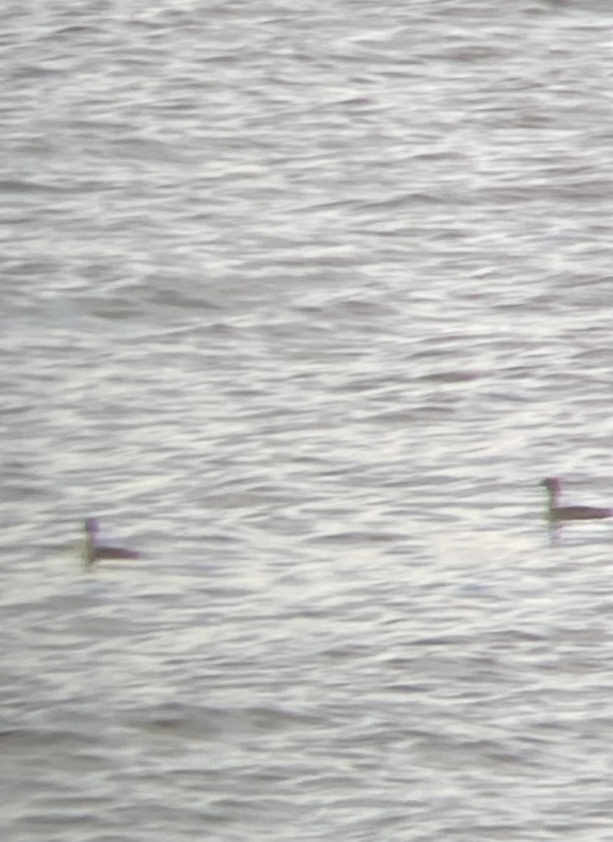 Horned Grebe - ML617216086