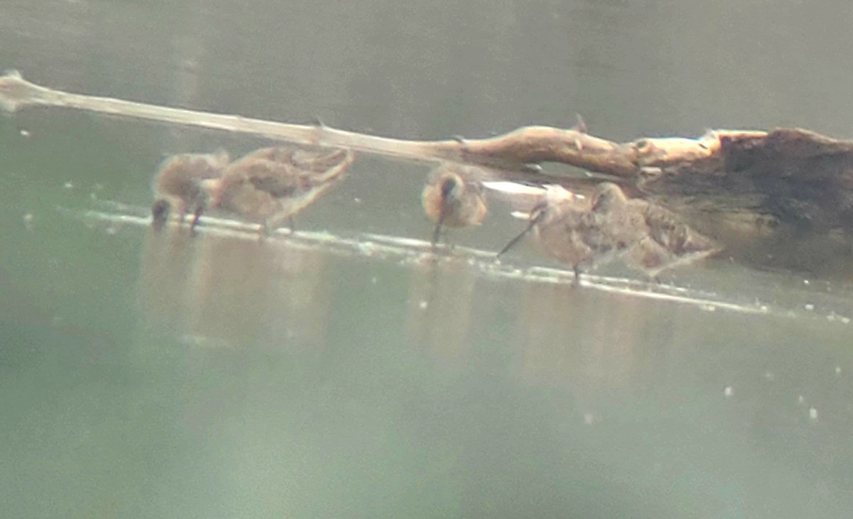 Long-billed Dowitcher - ML617216101