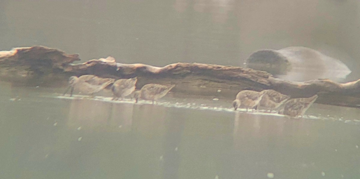 Long-billed Dowitcher - ML617216104