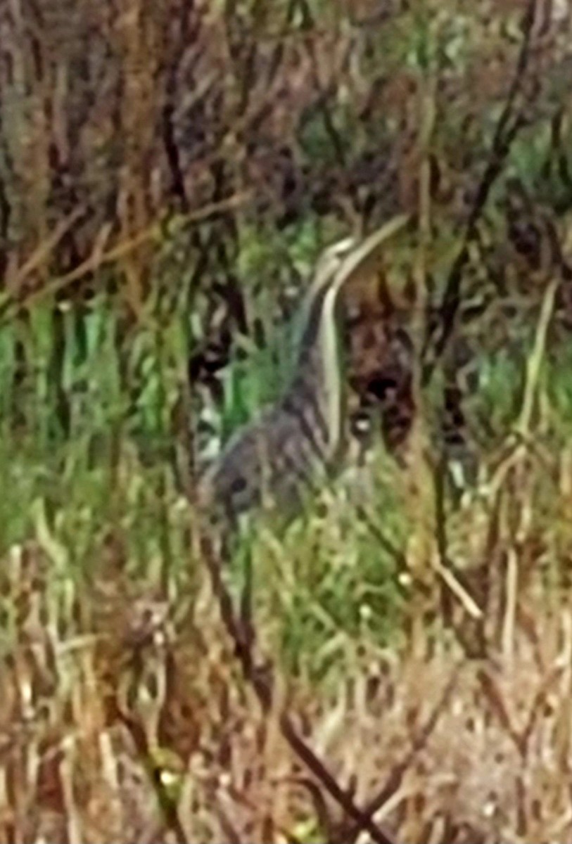 American Bittern - ML617216123